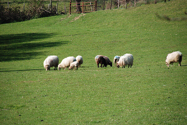 Brebis Basque dans le près